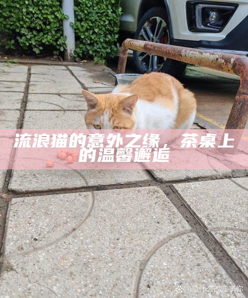 流浪猫的意外之缘，茶桌上的温馨邂逅